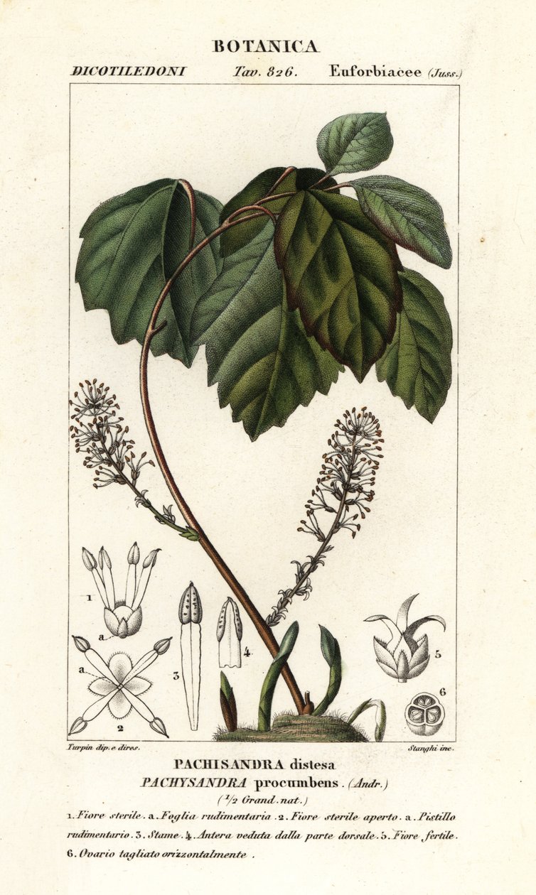 Allegheny sütleğen, Pachysandra procumbens by Stanghi Stanghi