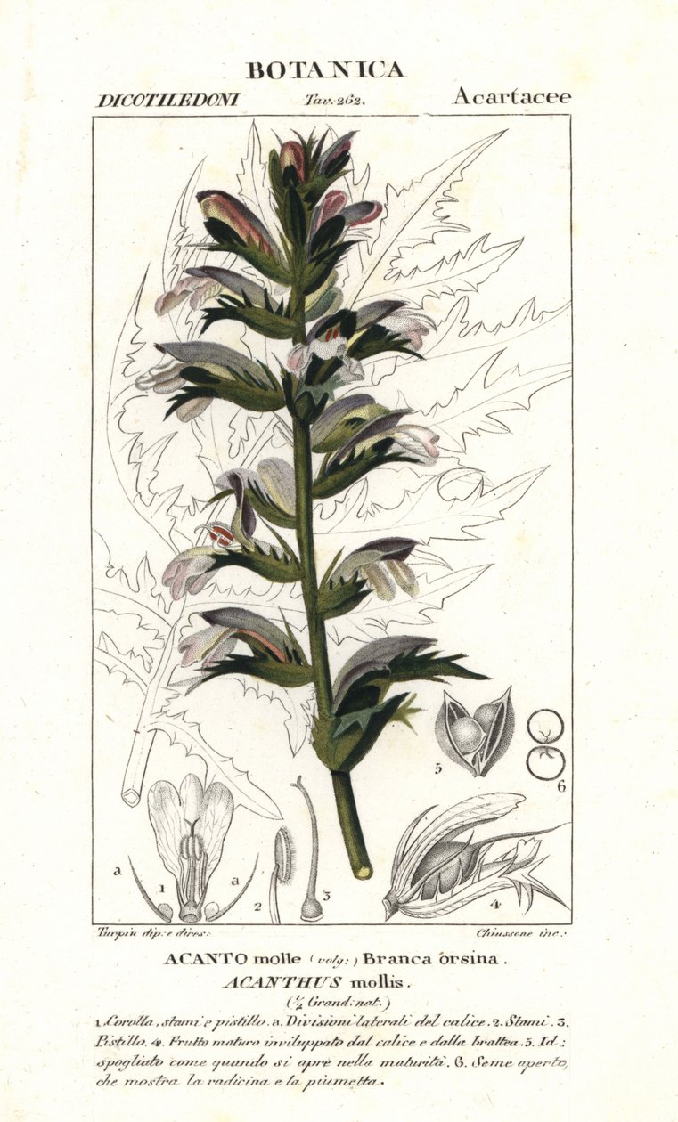 Ayı pantolonu veya deniz iskelesi, Acanthus mollis by Stanghi Stanghi