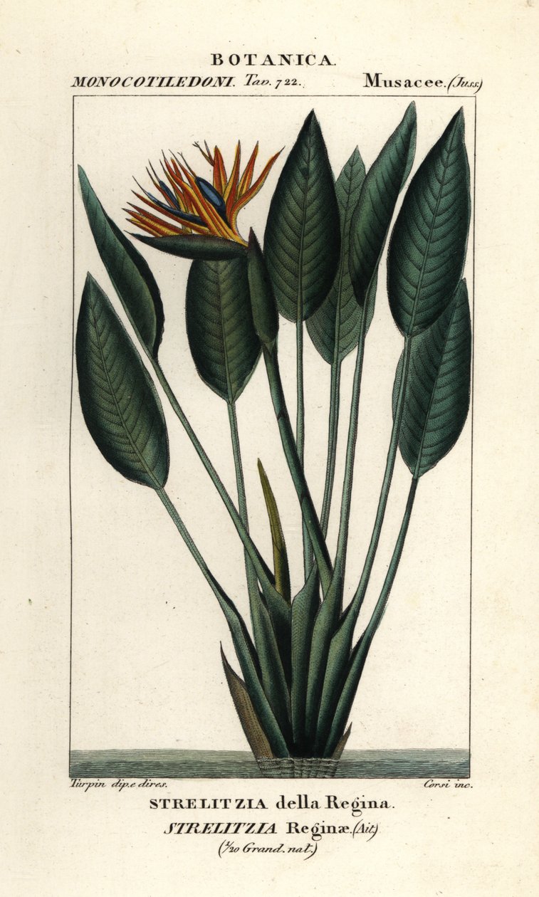 Cennet kuşu, Strelitzia kraliçesi by Stanghi Stanghi