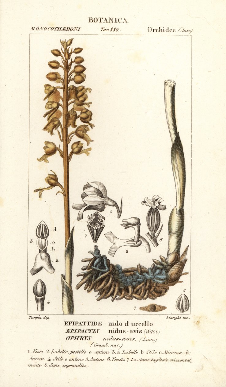 Kuş yuvası orkide, Neottia nidus-yaban arısı by Stanghi Stanghi