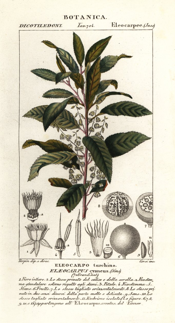 Yaban mersini külü, Elaeocarpus cyaneus by Stanghi Stanghi