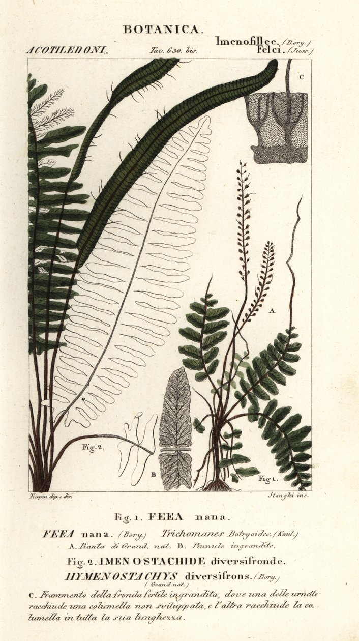 Kıl eğrelti otu, Trichomanes botryoides by Stanghi Stanghi