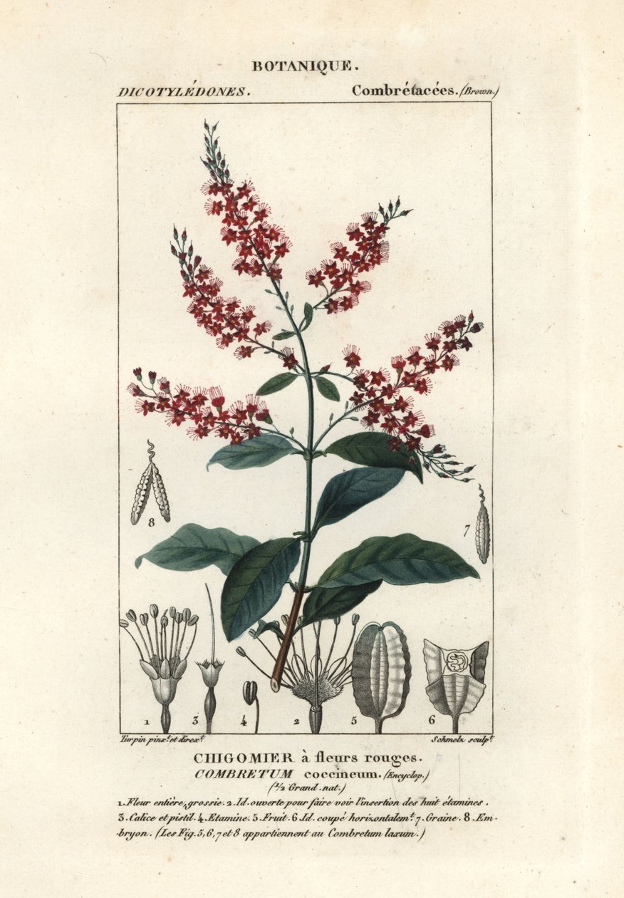 Çalı söğüt, Combretum koksineum by Stanghi Stanghi