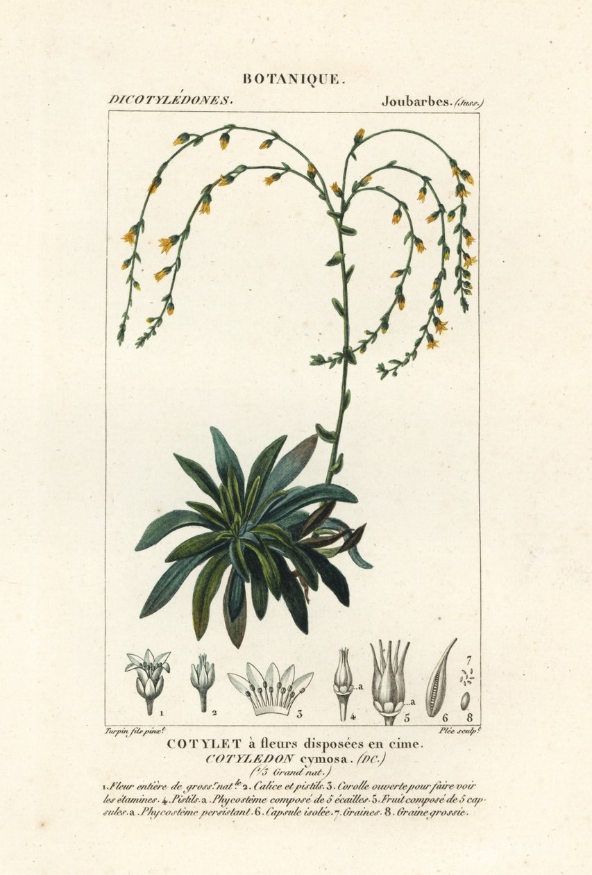 Kanyon sonsuza kadar yaşar,, Dudleya cymosa by Stanghi Stanghi