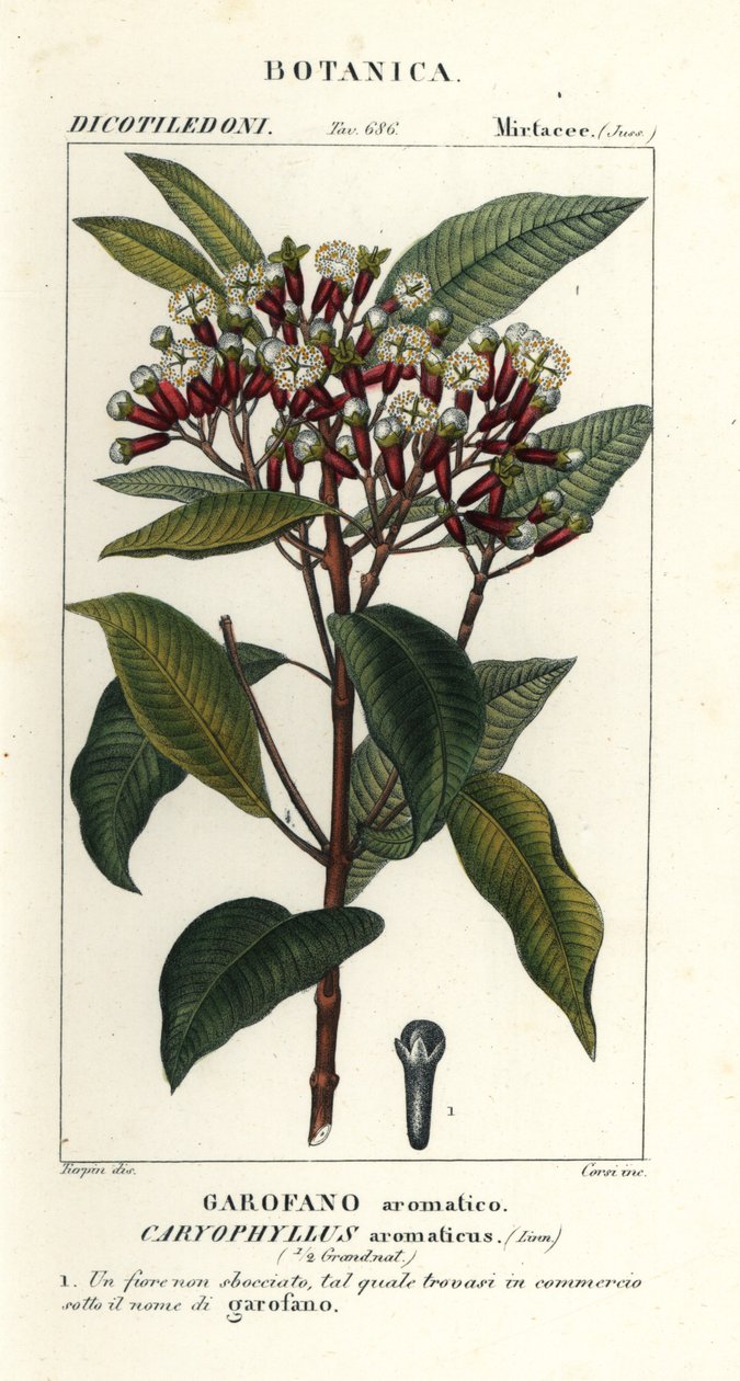 Karanfil, Syzygium aromaticum by Stanghi Stanghi