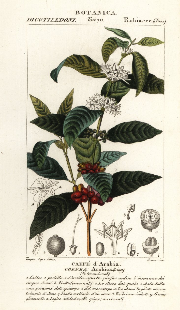 Kahve, Coffea Arabica, Caffe d