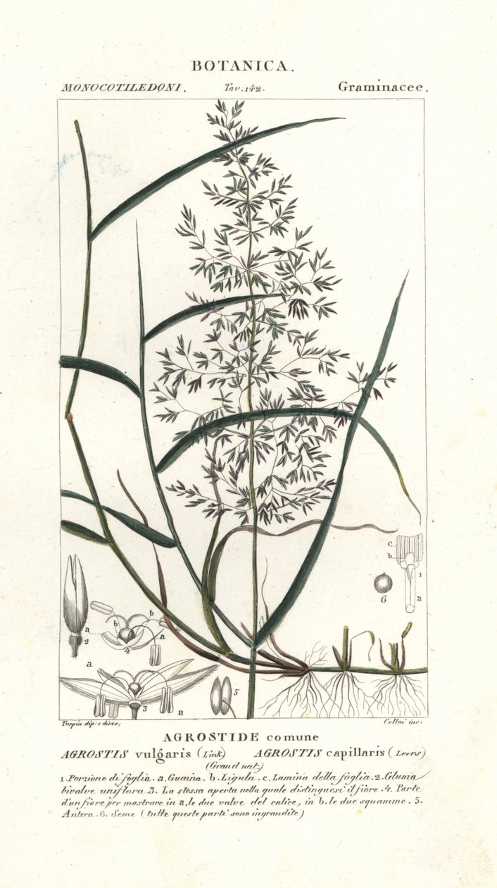 Yaygın bükülmüş, Agrostis capillaris by Stanghi Stanghi