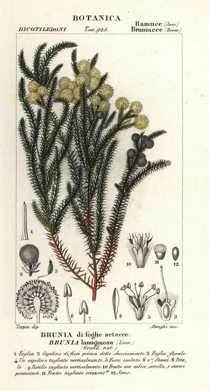 Ortak pamuk çalı, Berzelia lanuginosa by Stanghi Stanghi