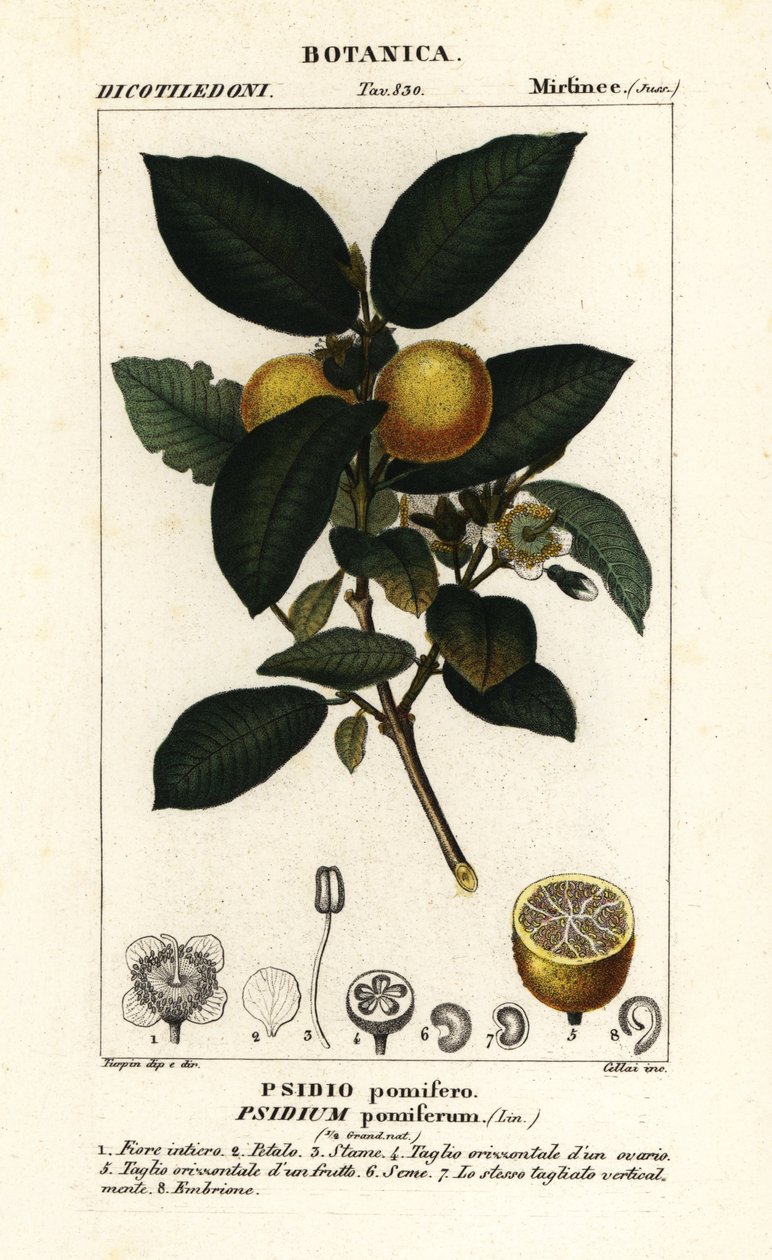 Yaygın guava, istilacı guajava by Stanghi Stanghi