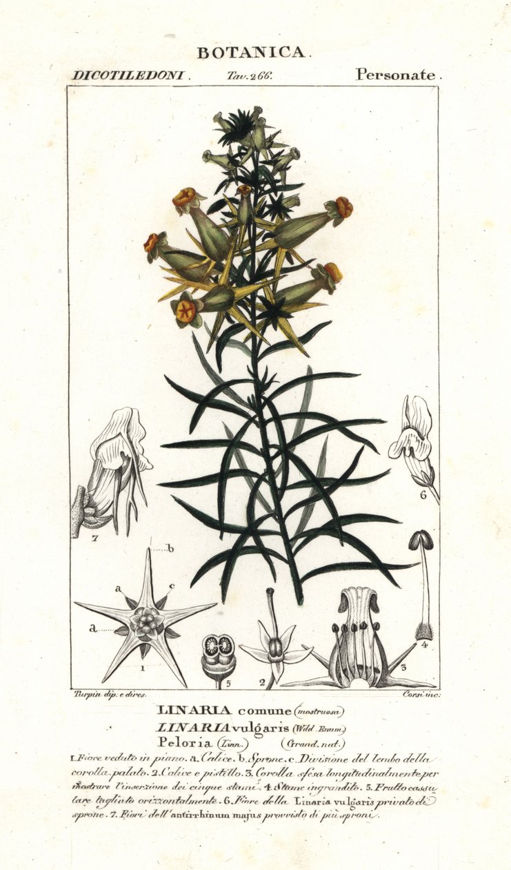 Ortak toadflax veya sarı toadflax, Linaria vulgaris by Stanghi Stanghi