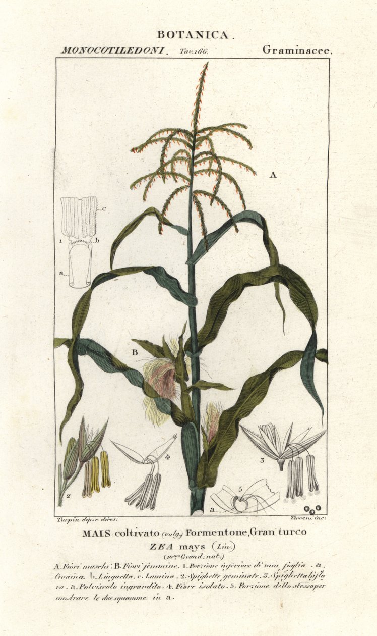 Mısır veya mısır, Zea mays by Stanghi Stanghi