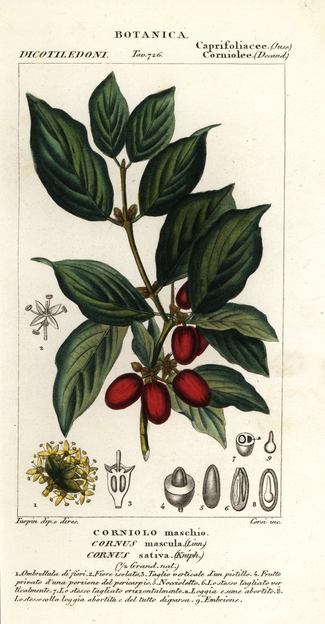 Kızılcık, Cornus mas by Stanghi Stanghi