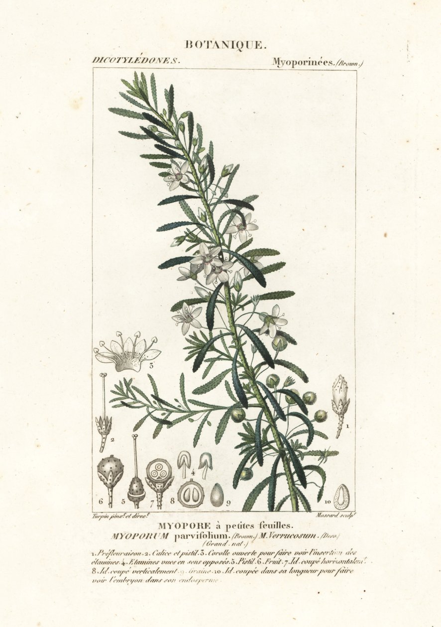 Sürünen boobiilla, Myoporum parvifolium by Stanghi Stanghi