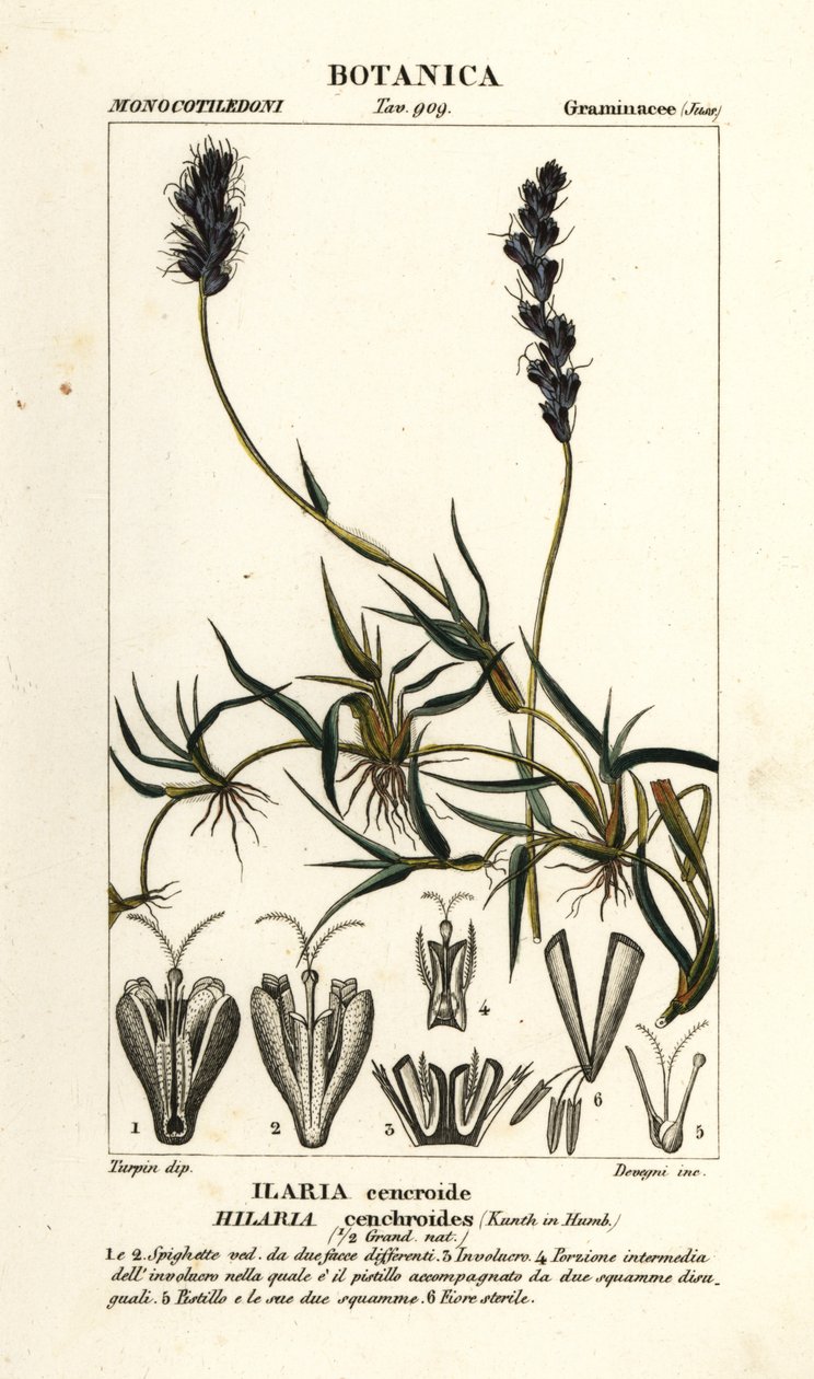 Kıvırcık mesquite, Hilaria cenchroides by Stanghi Stanghi