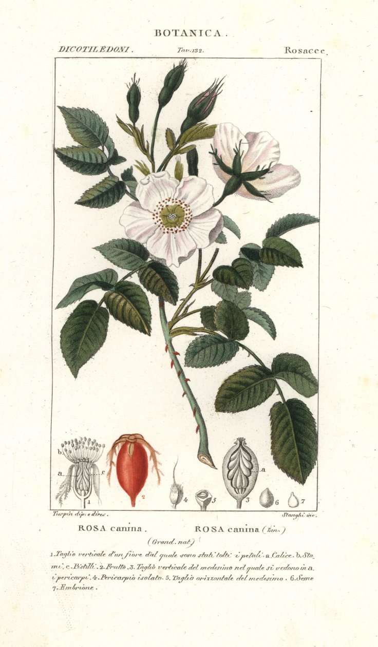 Köpek gülü, Rosa canina by Stanghi Stanghi