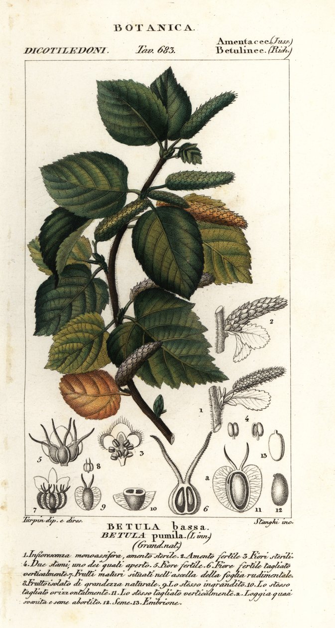 Cüce huş, Betula pumila by Stanghi Stanghi