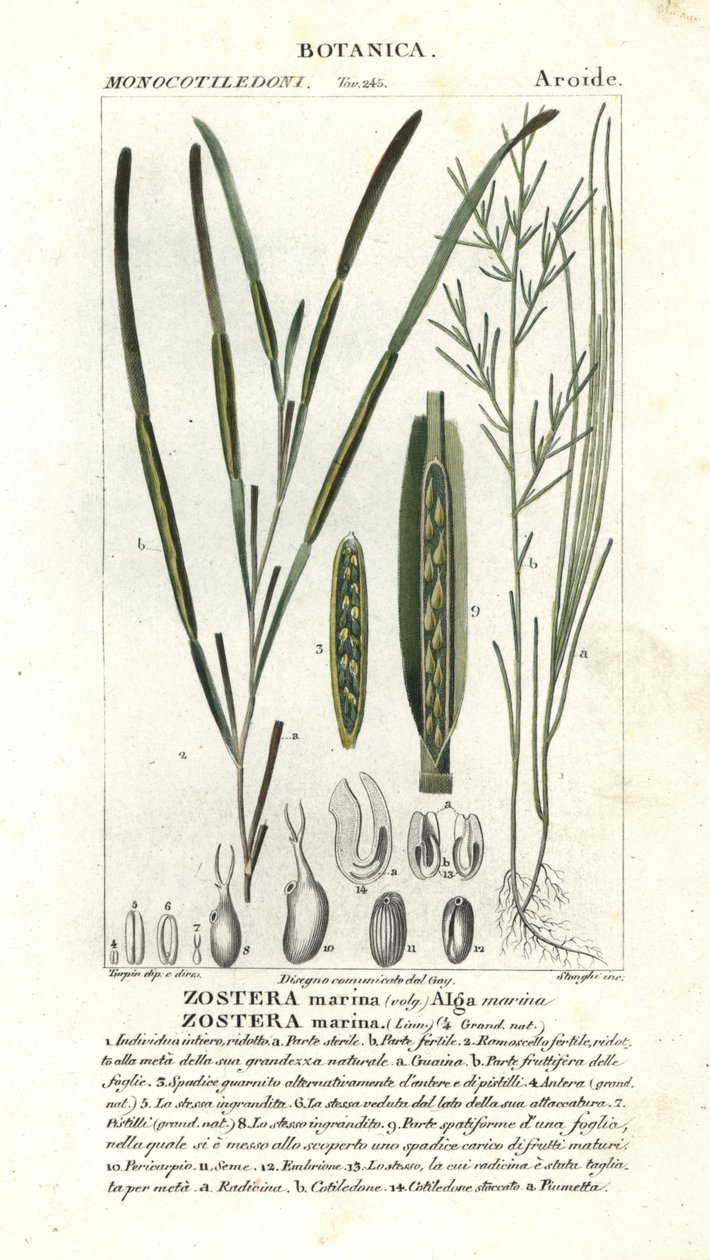 Eelgrass veya deniz enkazı, Zostera marina by Stanghi Stanghi