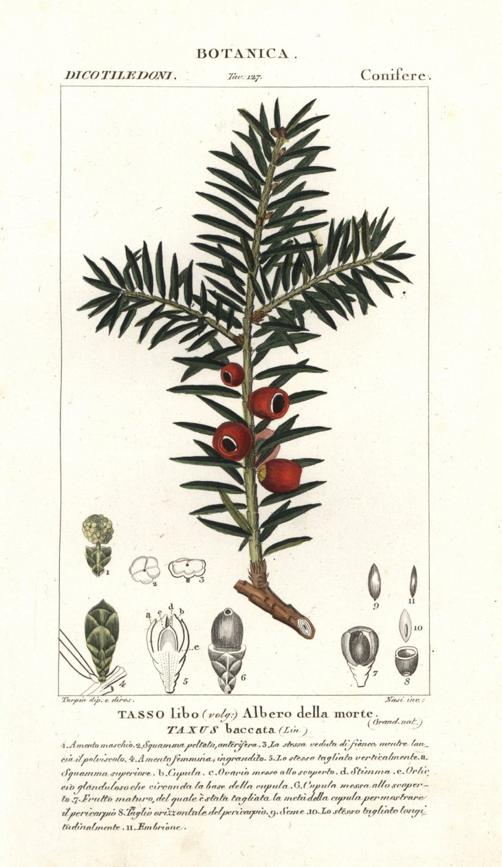 Avrupa porsuk ağacı, Taxus baccata by Stanghi Stanghi