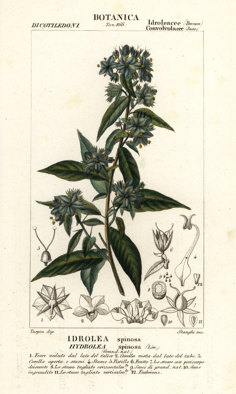 Yanlış keman yaprağı, Hydrolea spinosa by Stanghi Stanghi