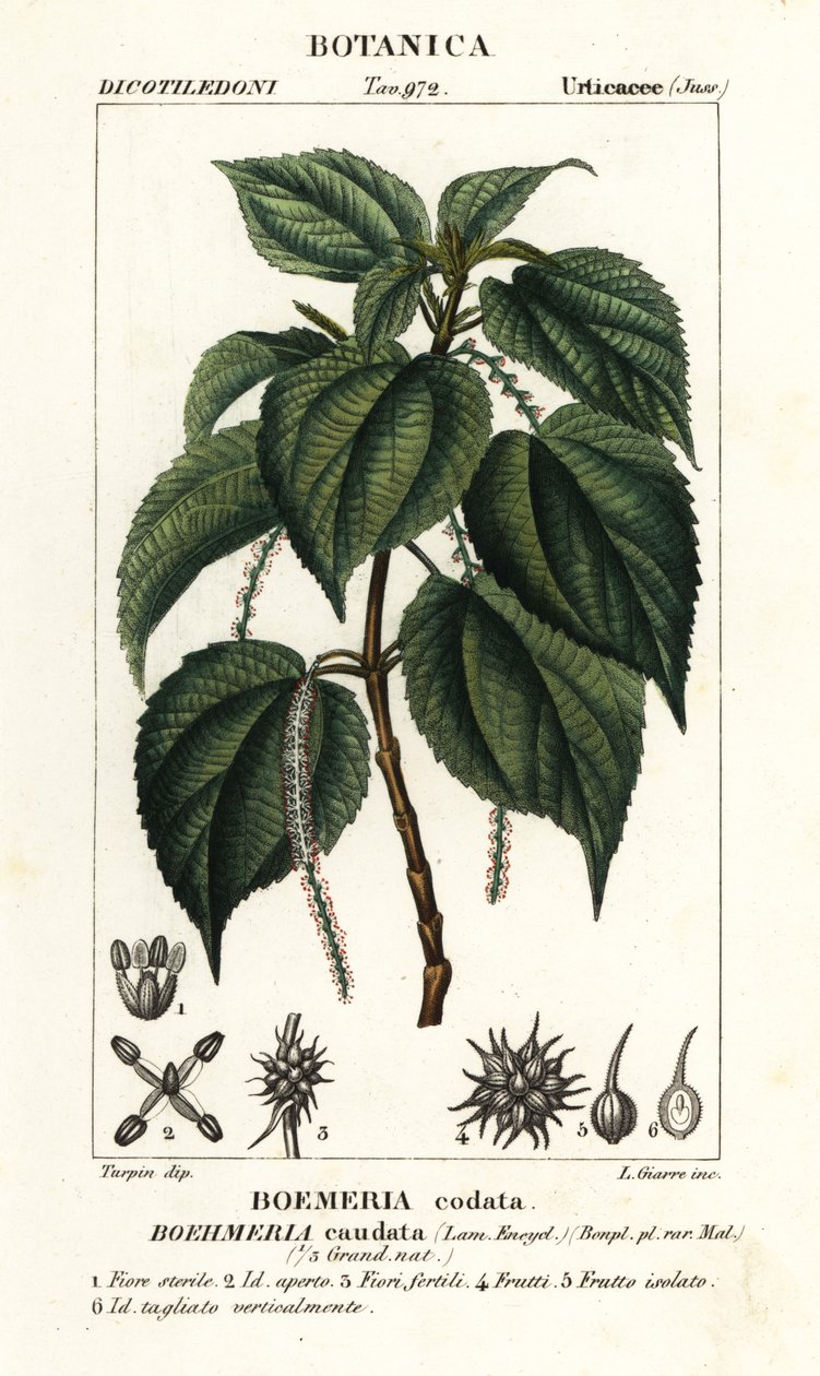 Yalancı ısırgan otu, Boehmeria caudata by Stanghi Stanghi