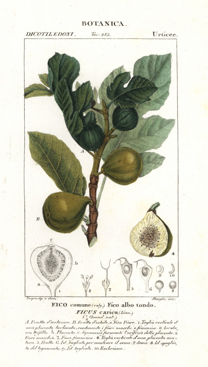 İncir ağacı ve meyvesi, Ficus carica by Stanghi Stanghi