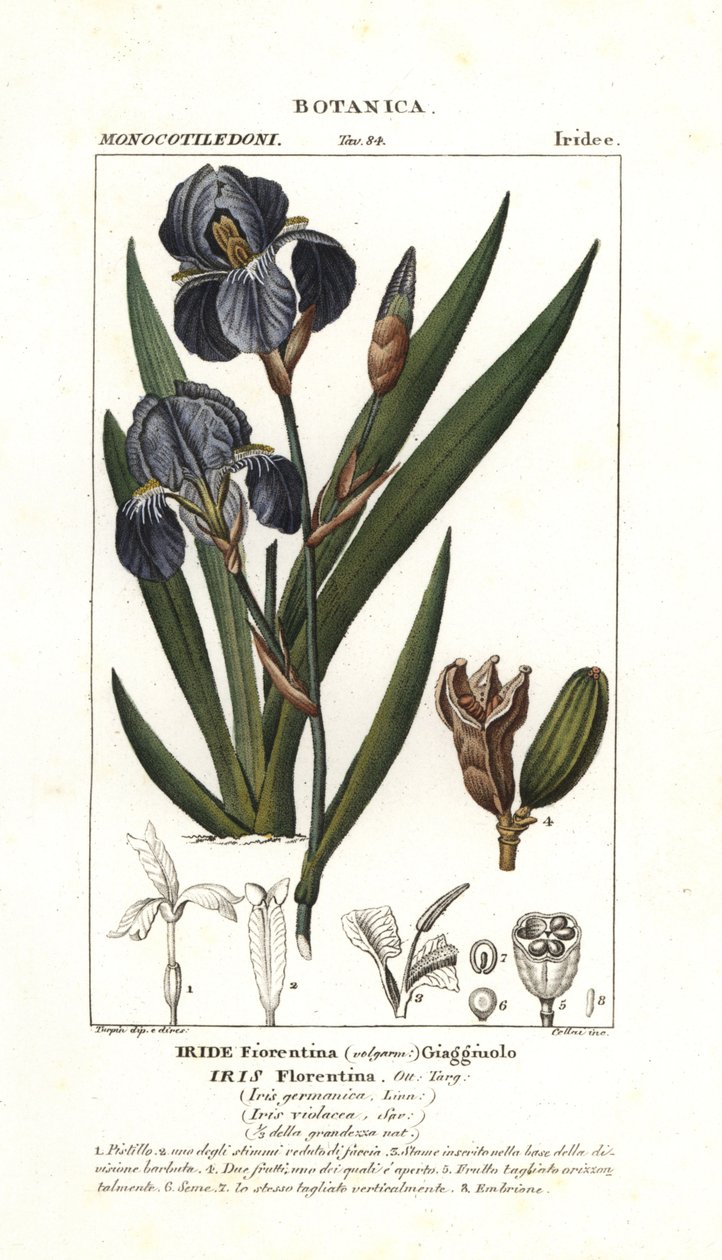 Floransalı iris, Iris germanica var florentina by Stanghi Stanghi