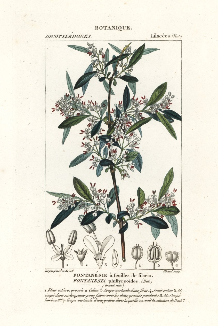 Fontanesia phillyreoides by Stanghi Stanghi