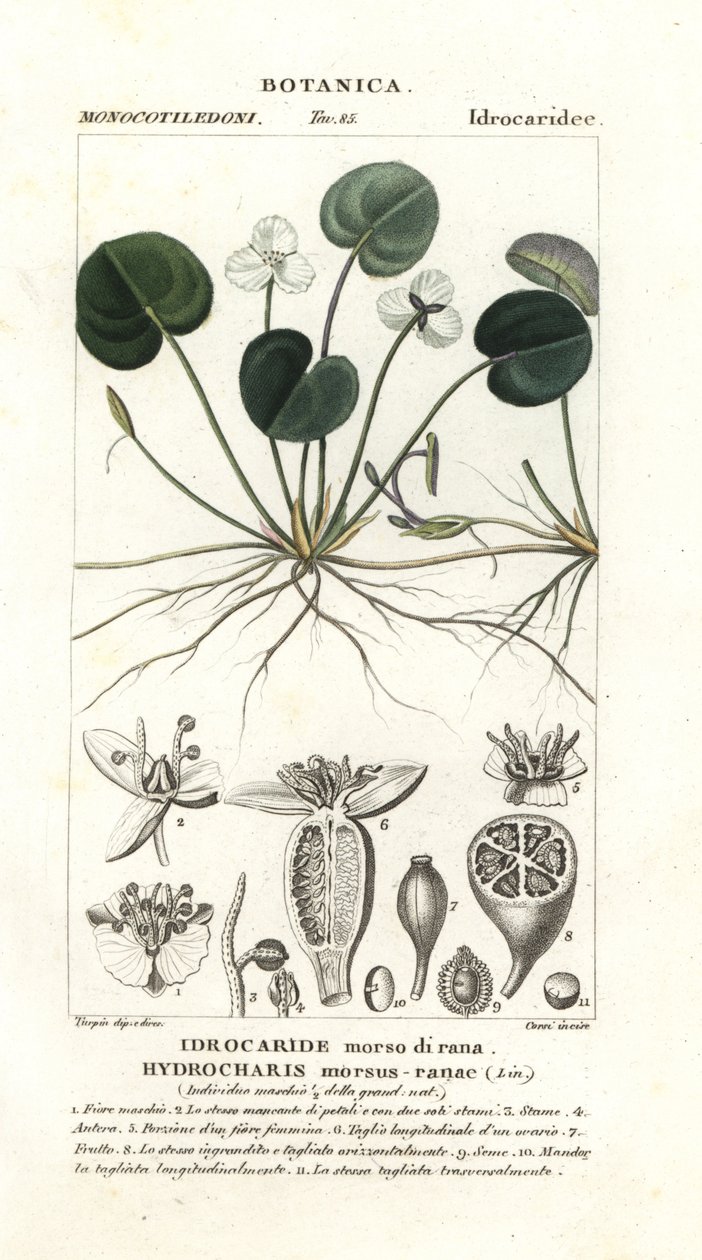 Frogbit, Hydrocharis ısırık kurbağası by Stanghi Stanghi