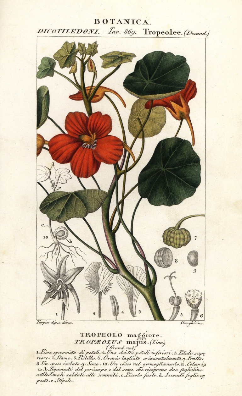 Bahçe nasturtium, Tropaeolum by Stanghi Stanghi