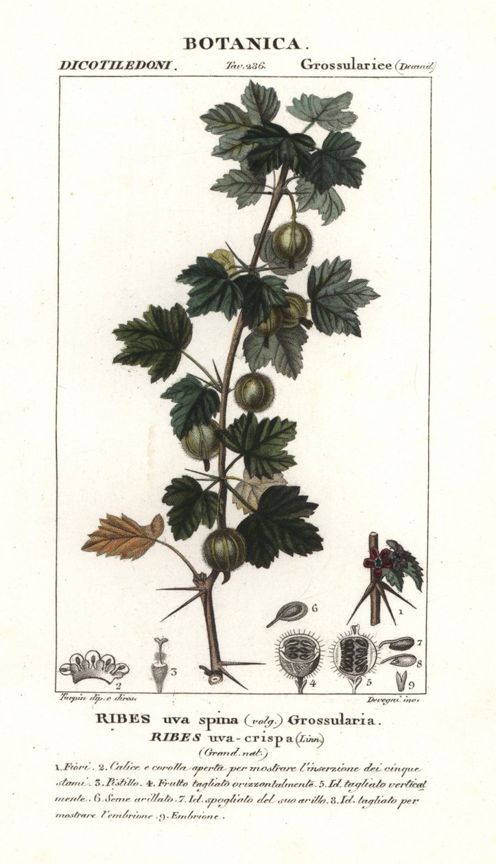 Bektaşi üzümü, kaburga gibi genç-gevrek by Stanghi Stanghi