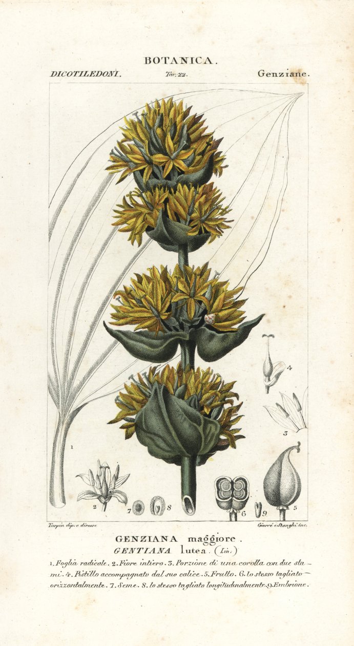 Büyük sarı centiyana, Gentiana lutea by Stanghi Stanghi