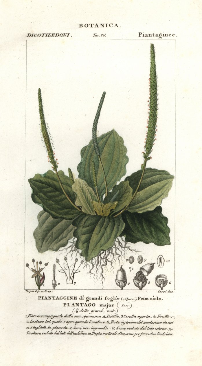Büyük muz, Plantago majör by Stanghi Stanghi