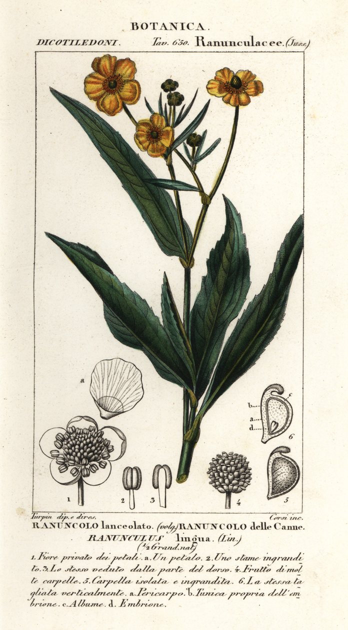 Büyük mızrak otu, Ranunculus lingua by Stanghi Stanghi