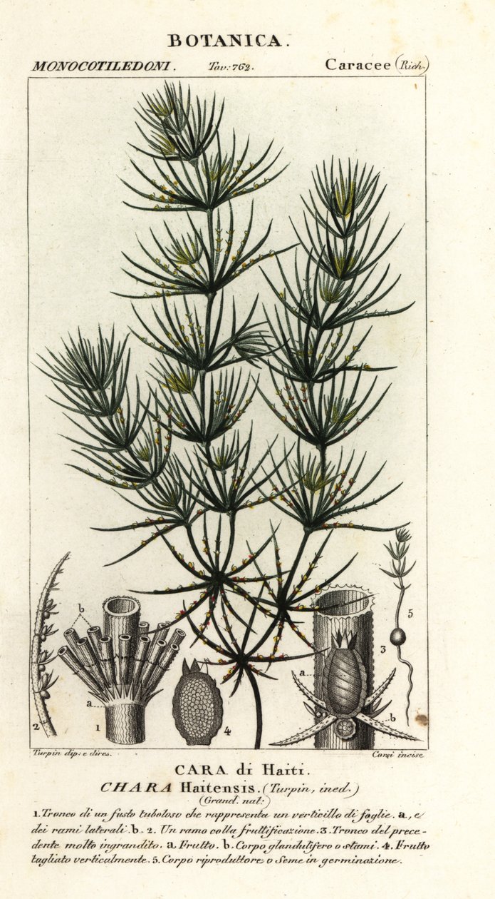Yeşil algler, string hightensis by Stanghi Stanghi