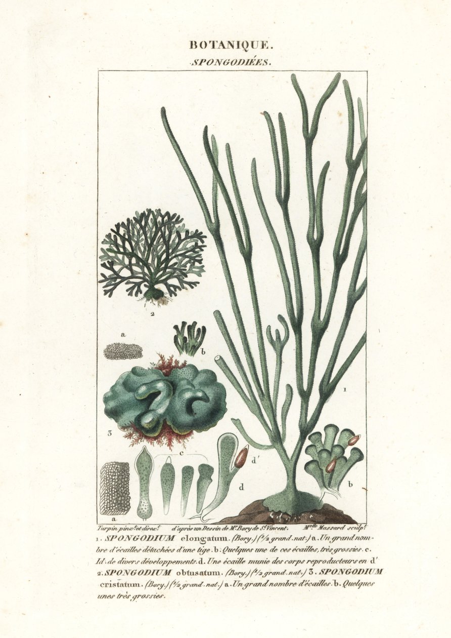 Yeşil alg Spongodium türleri by Stanghi Stanghi