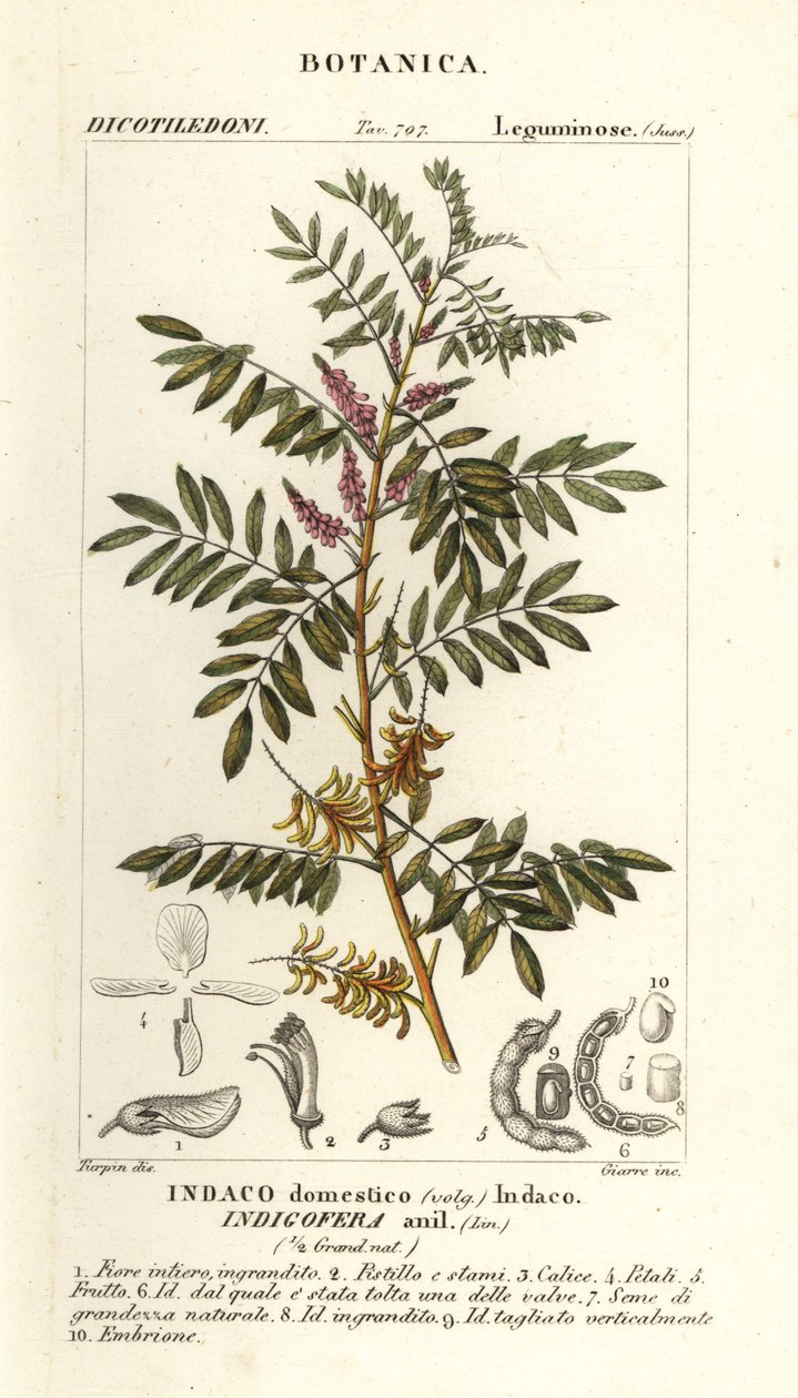 Guatemala indigo, Indigofera suffruticosa by Stanghi Stanghi