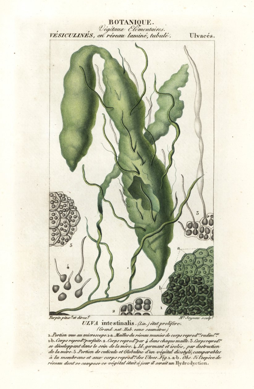 Gutweed veya ot yosunu, Ulva intestinalis by Stanghi Stanghi