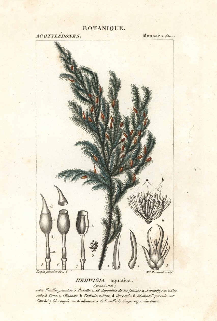Hedwigia aquatica yosunu by Stanghi Stanghi