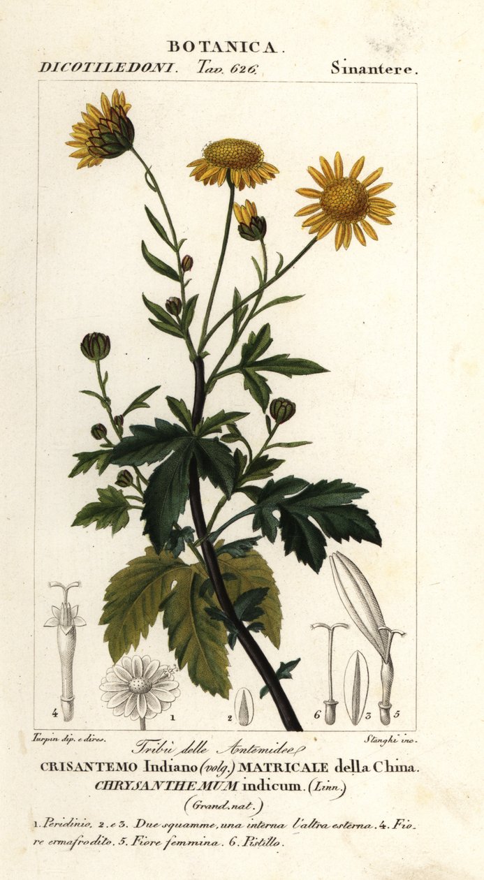 Hint krizantem, krizantem indicum by Stanghi Stanghi