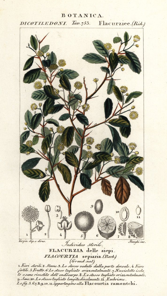 Hint eriği, Flacourtia indica by Stanghi Stanghi