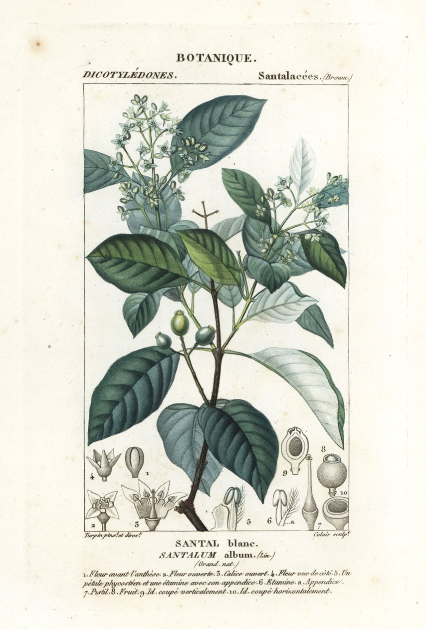 Hint sandal ağacı, Santalum albümü, savunmasız by Stanghi Stanghi