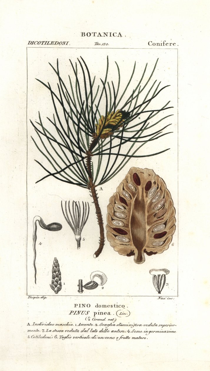 İtalyan fıstık çamı, Pinus pinea by Stanghi Stanghi