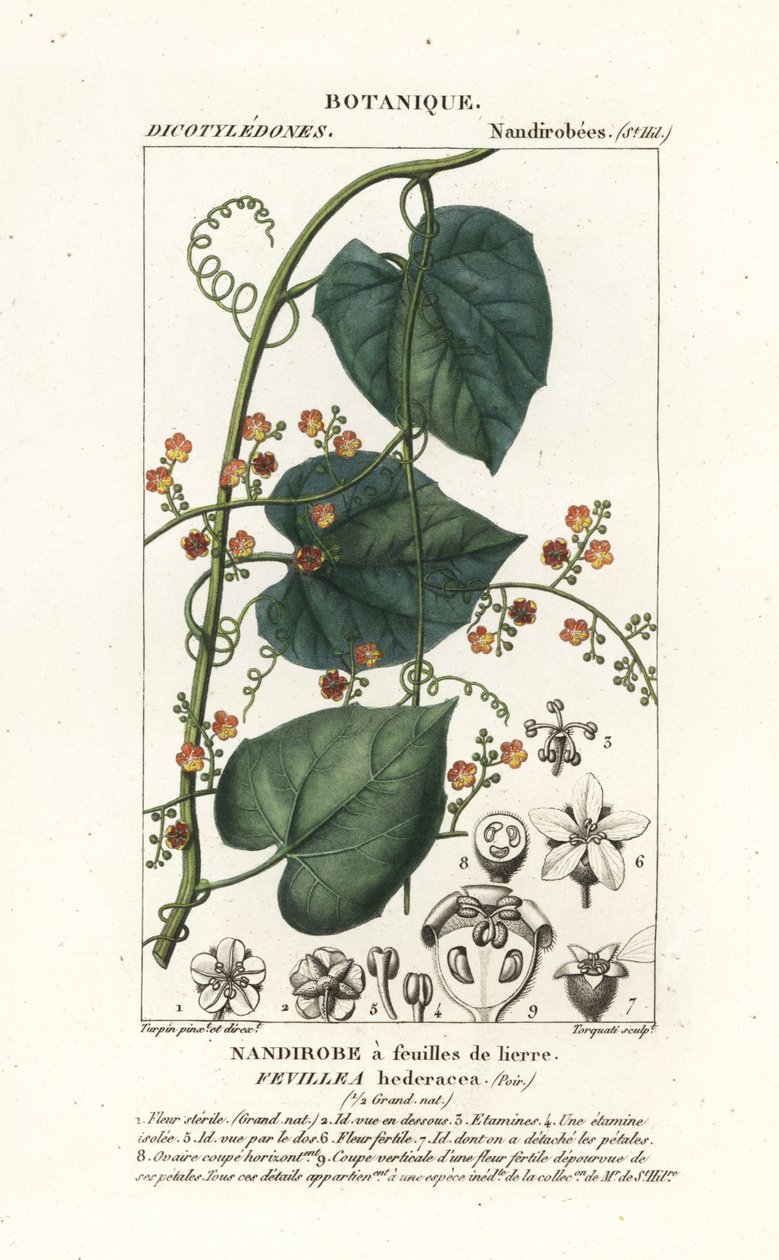 Kaktüsün sirkesi veya panzehiri, Fevillea cordifolia by Stanghi Stanghi