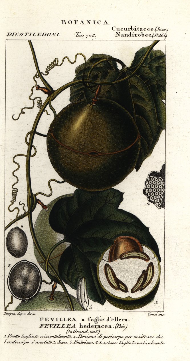 Kakaon meyvesi, Fevillea cordifolia by Stanghi Stanghi