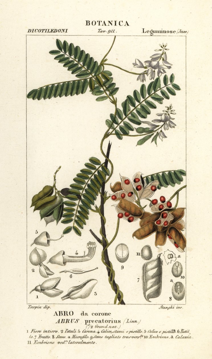 Jequirity fasulyesi veya tespih bezelyesi, Abrus precatorius by Stanghi Stanghi