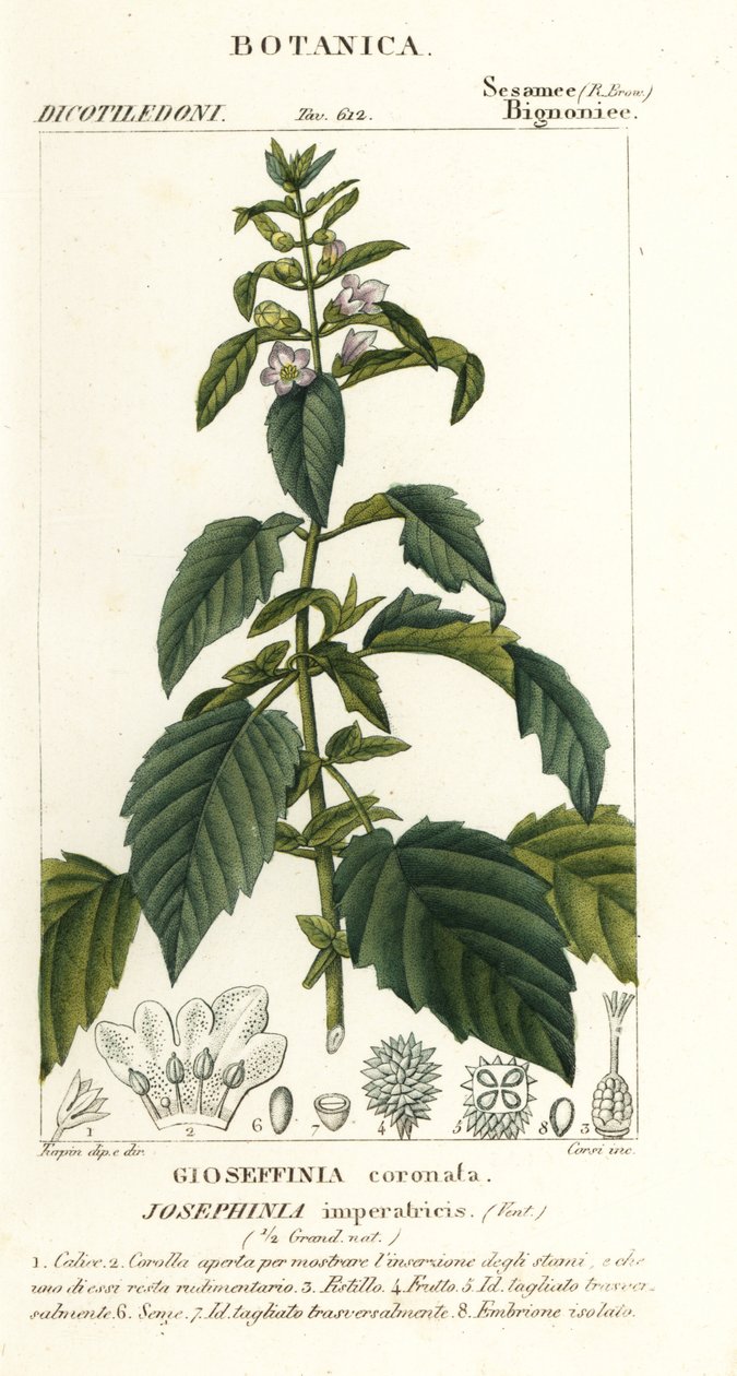 Josephinia by Stanghi Stanghi