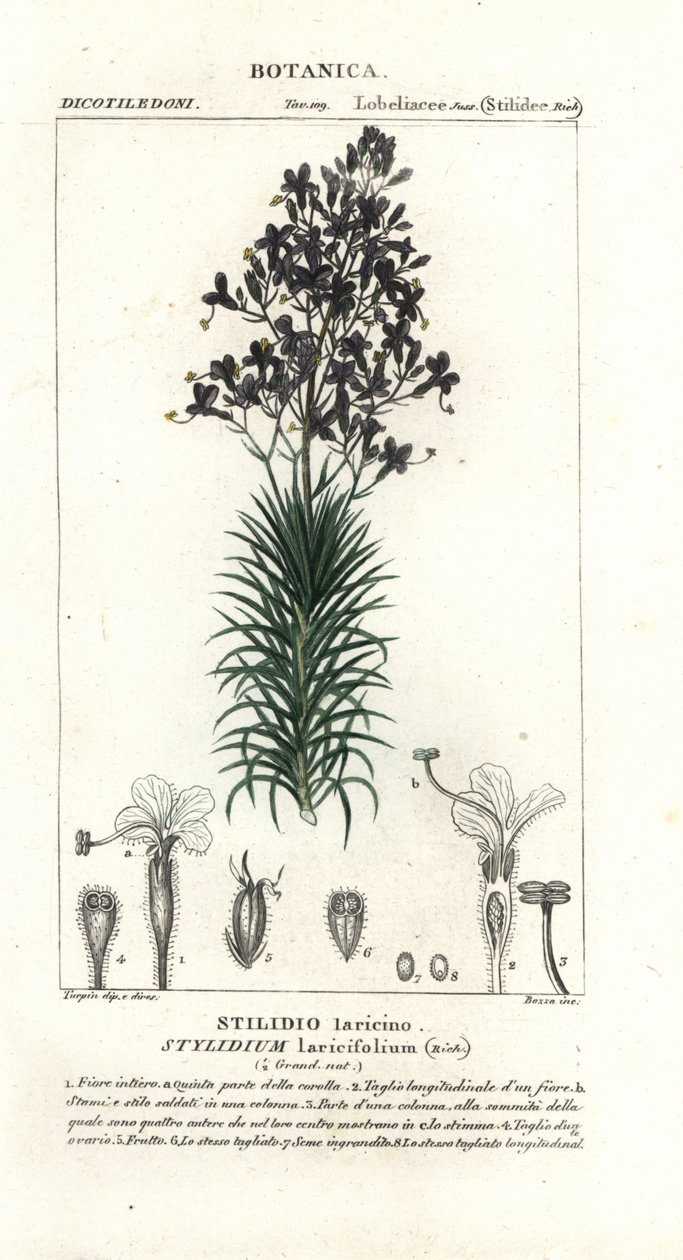 Karaçam yaprağı veya ağaç tetik bitkisi, Stylidium laricifolium by Stanghi Stanghi