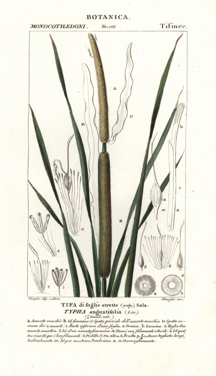 Küçük saz, Typha angustifolia by Stanghi Stanghi