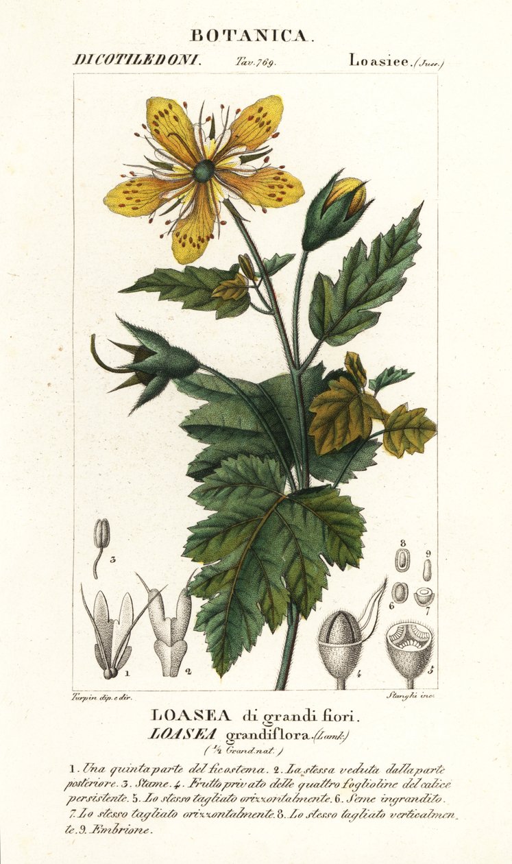 Loasea grandiflorası by Stanghi Stanghi