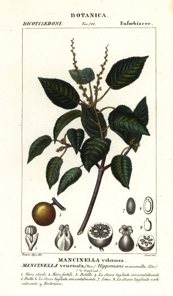 Manchineel veya plaj elma ağacı, Hippomane mancinella by Stanghi Stanghi
